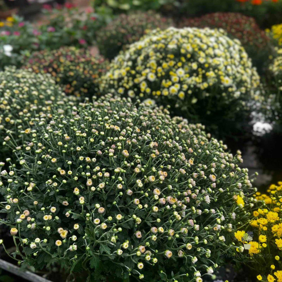 Χρυσάνθεμο (Chrysanthemum) | Φθινοπωρινό Ανθοφόρο Φυτό - 1lt